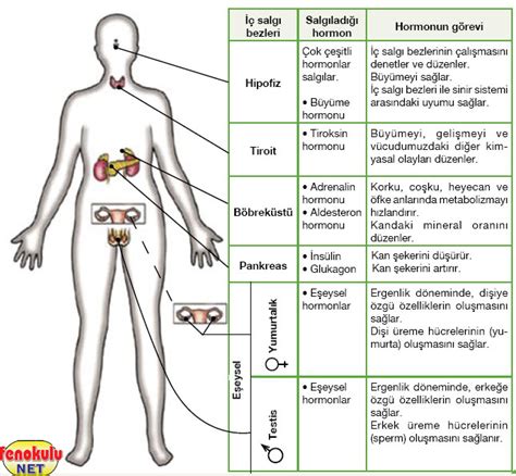Denetleyici ve düzenleyici sistem rahatsızlıkları nedir?