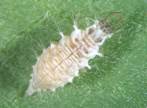 Featured insects
