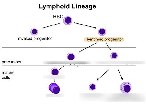 Image result for Lymphocyte Lineage