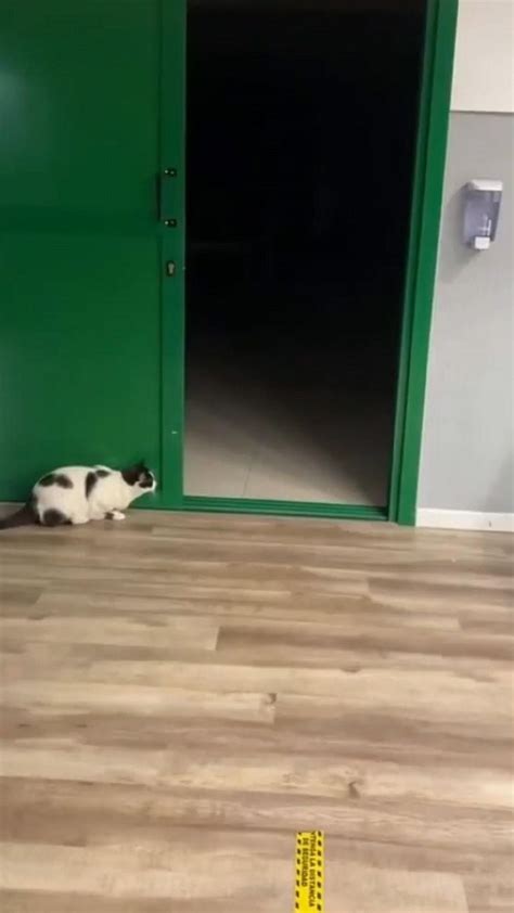 Image result for Dramatic Doggo