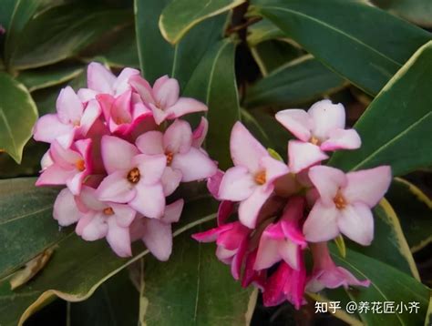 以“香”为名的8种花，喜欢养开花植物首选，香气都很特别 - 知乎