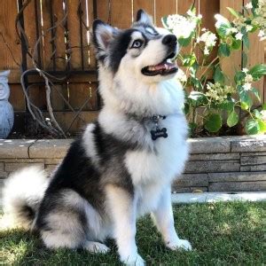 Cute Pomsky Dog Multicolour Poster PhotoPrint Print Photographic Paper ...