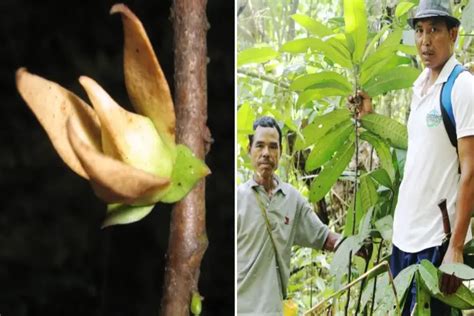 Nagaland varsity study unlocks medicinal secrets of endangered plant