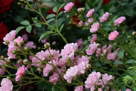 6 Low-Maintenance Roses to Plant in Iowa - A-Z Animals