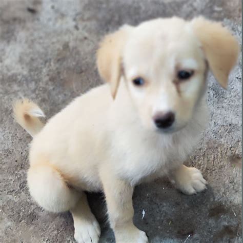 Sharan - We are for Animals