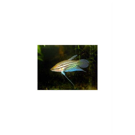 Buy Gourami Fish Online in India | Fast Delivery – Best4Pets