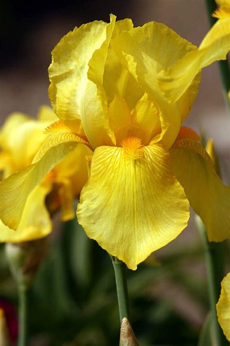 Iris Imported Flower Bulbs Yellow – Radhakrishnaagriculture