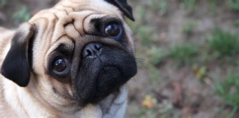 Image result for Pathos Examples Cartoon