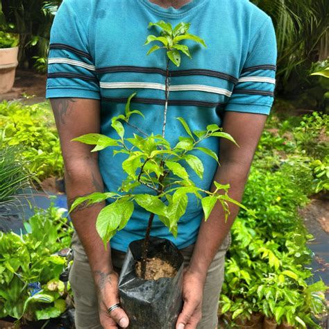Cherry Blossom (Prunus serrulata) Rare Live Plant – Seed2Plant