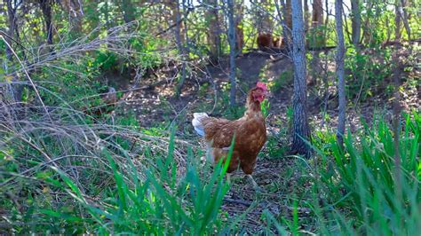 Mid-States Specialty Eggs | Committed to Quality