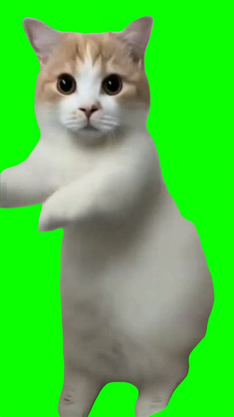 Cat dancing chippi chippi green screen - Video Download MP4