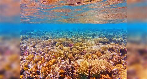 Billion-dollar grant announced by the Australian govt. to protect Great ...