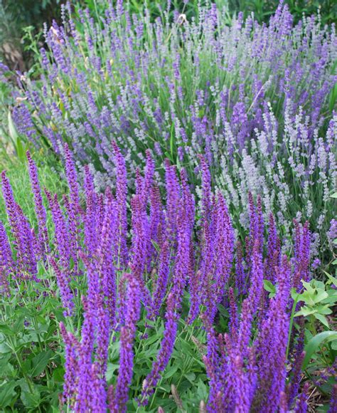 Photographing Flowers: Violets & Purples Through the Season