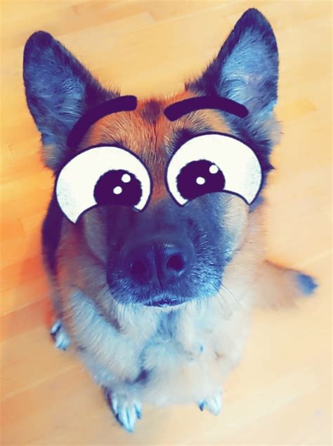 Big Eye Snapchat Dog Filter and How To Use It - All About Shepherds