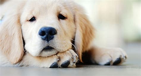 DHA (Docosahexaenoic Acid) Benefits for Puppies - IAMS