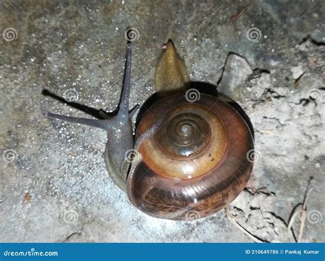 Garden Snail Cute Snail Snail Shell Snails To Eat Snail Facts Snail ...