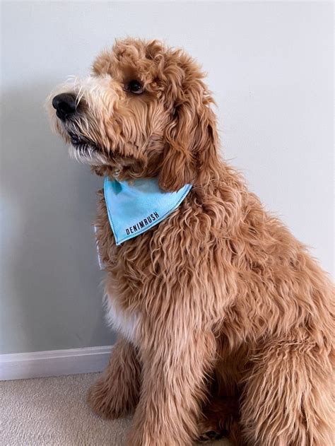 Image result for Cockapoo Information