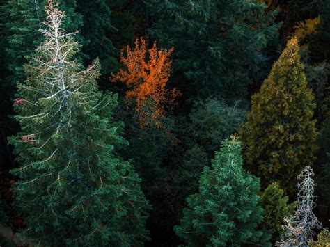 Wild Color Near Quincy – California Fall Color