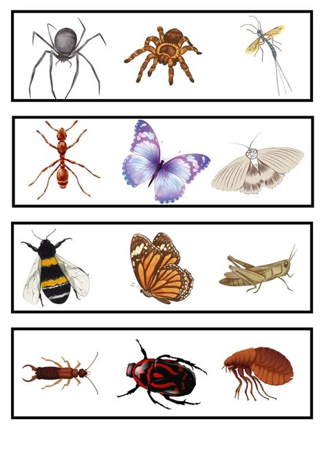 Image result for Printable Insect Identification Chart