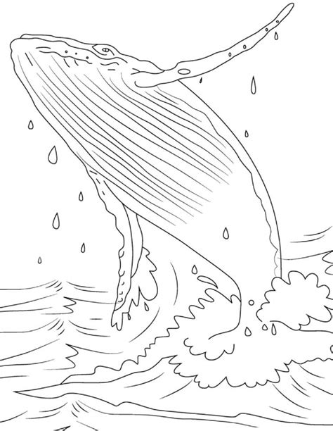 Cool Whale coloring page - Download, Print or Color Online for Free