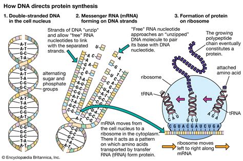 Image result for How RNA Work