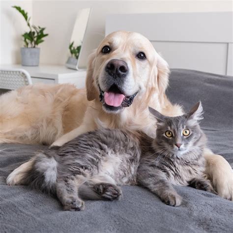 Cat Thumping Tail: What It Means - Auburndale Veterinary Clinic