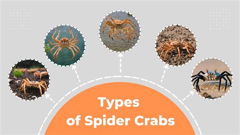 Top Spider Crabs: Types, Characteristics, and ID (With Pictures)
