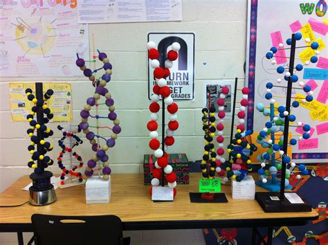 Simple Dna Double Helix Model Project
