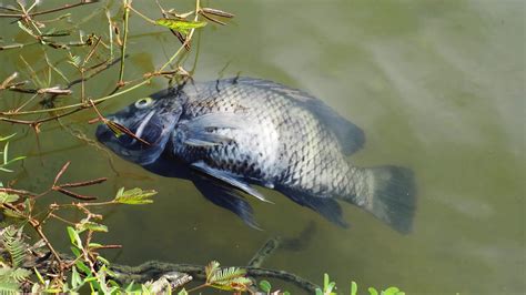 Effects Of Water Pollution On Fish