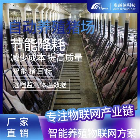 种猪的繁殖周期和管理 - 猪繁育管理/养猪技术 - 中国养猪网-中国养猪行业门户网站