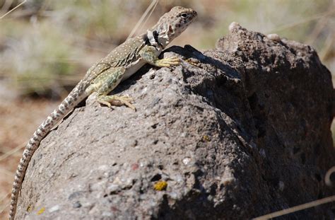 Rezultat imagine pentru Collared Lizard