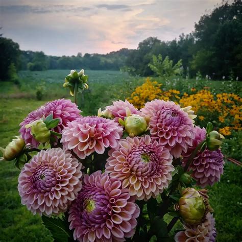 How to Choose the Best Cut Flowers to Grow in YOUR Garden — Three Acre Farm