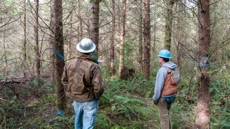 Forestry 的图像结果
