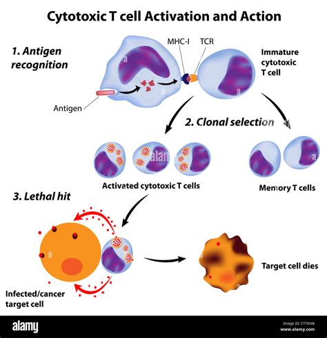 Cytotoxic T-cell Activation 的图像结果