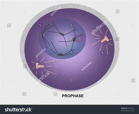 Division cellulaire (mitose), prophase : illustration de stock 60231919