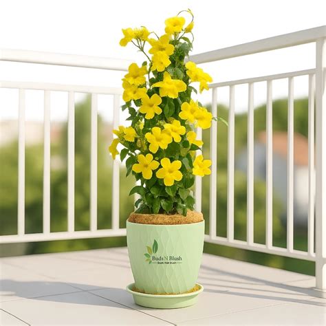 Yellow Allamanda Plant