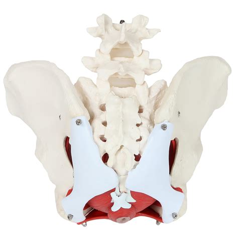 Axis Scientific Anatomy Model of Female Pelvis, India | Ubuy