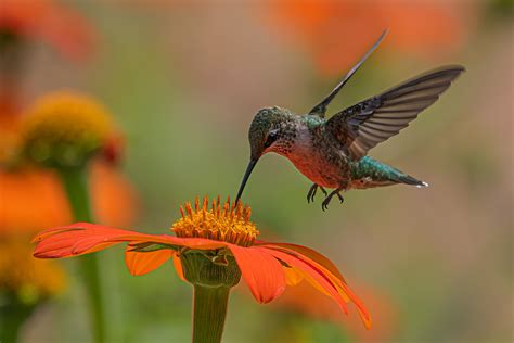 How does the hummingbird tongue and beak work? – Birdfy