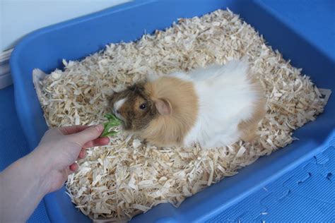 Litter Training Your Guinea Pig - Amazing Animal Tricks