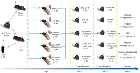 Image result for Pre-Lab Flow Chart