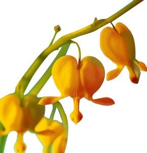 Futaba Dicentra Spectabilis Heart Shaped Flower - Yellow - 100 Pcs Seed ...