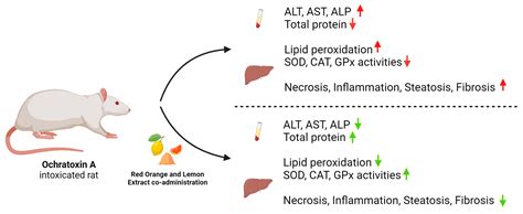 Protective Effects of a Red Orange and Lemon Extract (RLE) on the ...