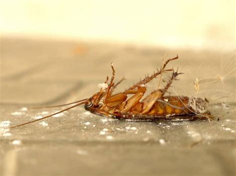 Image result for How to Catch Cockroach