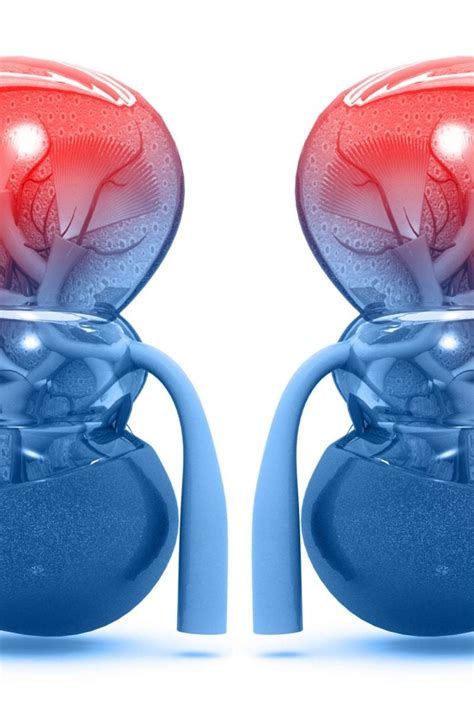 Kidney Function 的图像结果