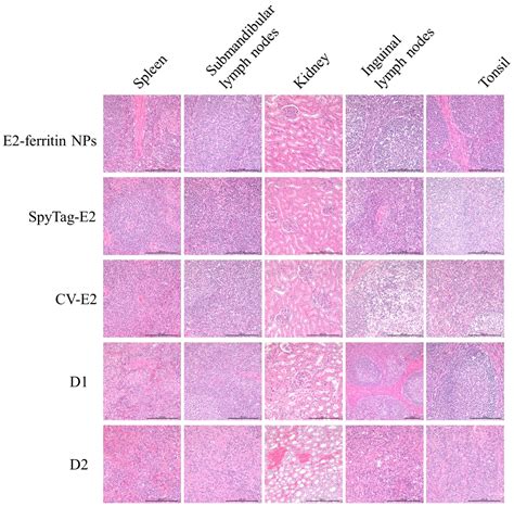 Ferritin Nanoparticle Delivery of the E2 Protein of Classical Swine ...