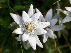 fiore edelweiss edelweiss bilder und stockfotos istock fiore edelweiss edelweiss bilder und stockfotos istock