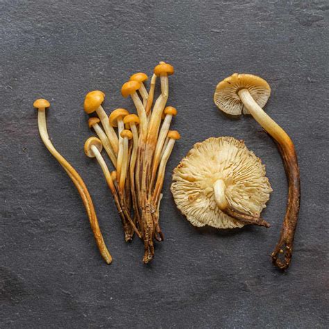 Enoki Mushroom