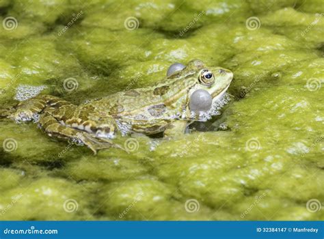 Croaking Frog stock image. Image of frog, amphibian, swollen - 32384147