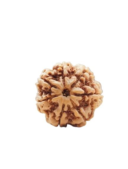 Seven-Hills 7 मुखी रूद्राक्षा 7 Mukhi Rudraksha Original Certified ...