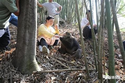 贵阳黔灵山5927起“猴伤人”背后：公园一年猴子开销200万_腾讯新闻